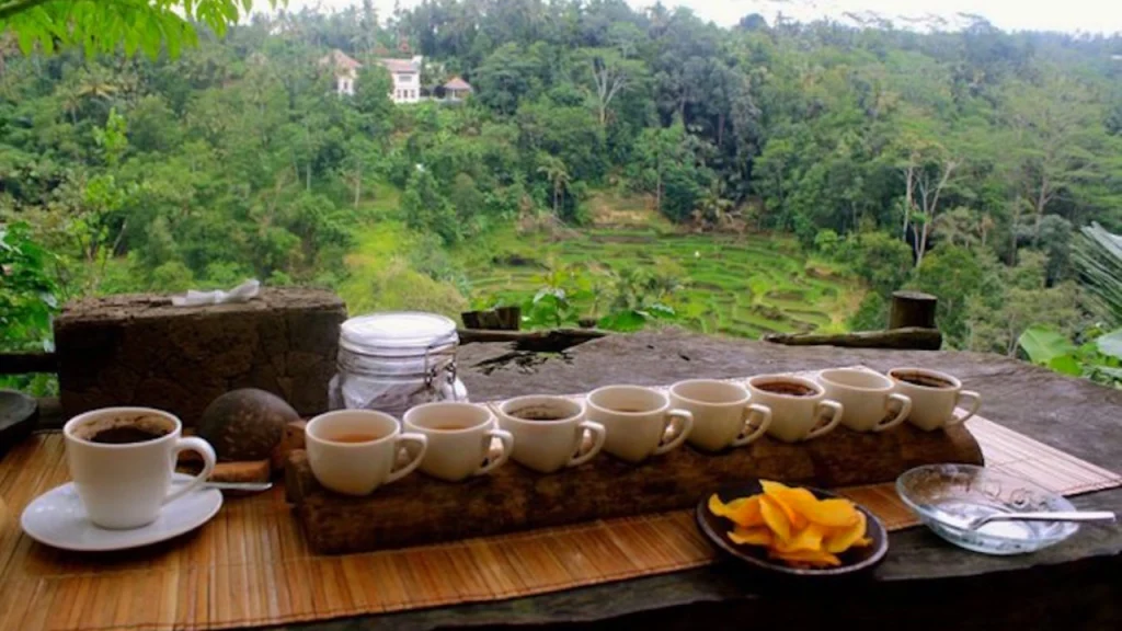 enjoy lunch with view at luwak coffe ubud kintamani
