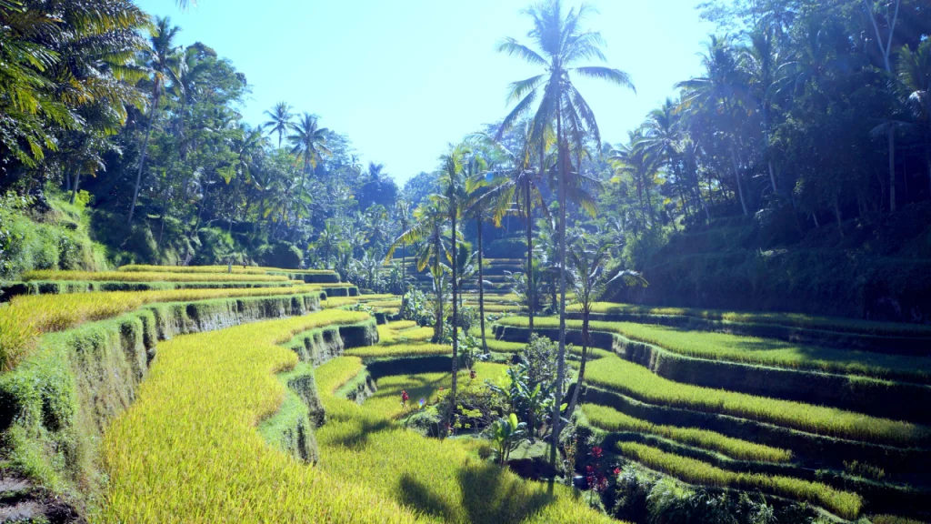 stunning tegalalang rice terrace in ubud kintamani area